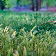 Square Close up of abundant green grasses in the forest with trees in the background