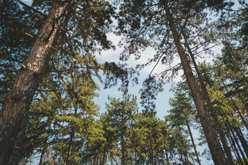 trees and blue sky