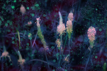wildflowers meadow green beautiful background