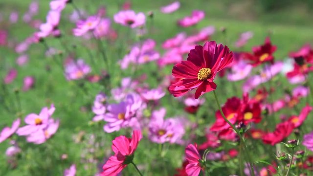 Close up of blooming cosmos flowers in autumn