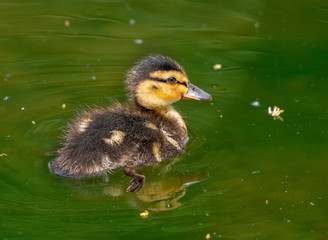 Enten Küken schwimmt im grünen Teich, Vogel Portrait