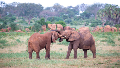 Two big red elephants try to fight each other with the trunks