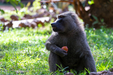 A baboon has found a fruit and nibbles on it