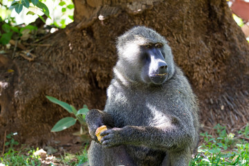 A baboon has found a fruit and nibbles on it