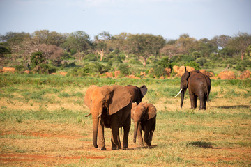 Fototapeta na wymiar A large family of red elephants on their way through the Kenyan savanna