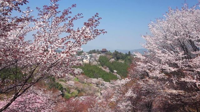 Landscape with Japanese cherry trees, Yoshino, Nara Prefecture, Japan