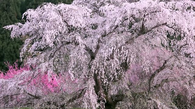 Blossoming Japanese cherry tree, Uda, Nara Prefecture, Japan