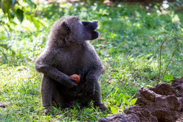 A baboon has found a fruit and nibbles on it