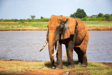 A big red elephant after bathing near a water hole