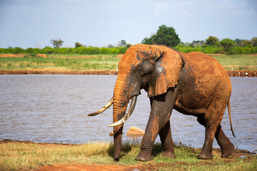 Fototapeta na wymiar A big red elephant after bathing near a water hole