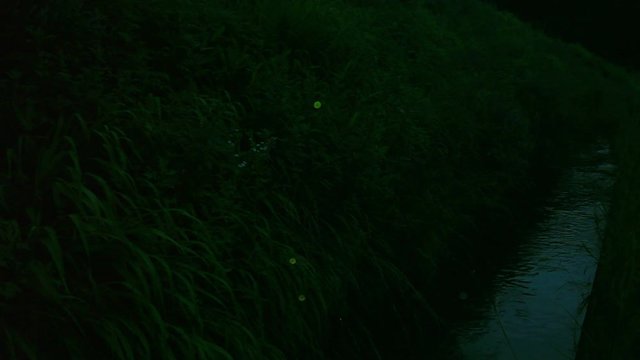 View of&nbsp;Lampyridae&nbsp;insects, Chino, Nagano Prefecture, Japan