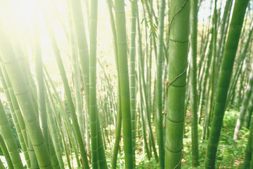 Naklejka premium Bamboo grove forest. Underwood view. Exotic tropical nature