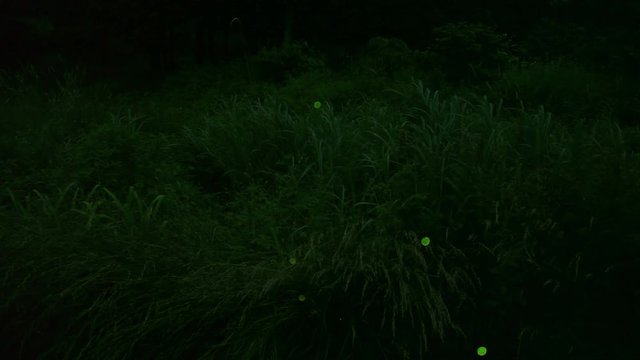 View of&nbsp;Lampyridae&nbsp;insects, Chino, Nagano Prefecture, Japan