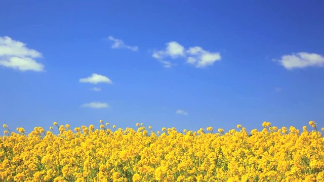 Yellow rapeseed field under blue sky, Japan