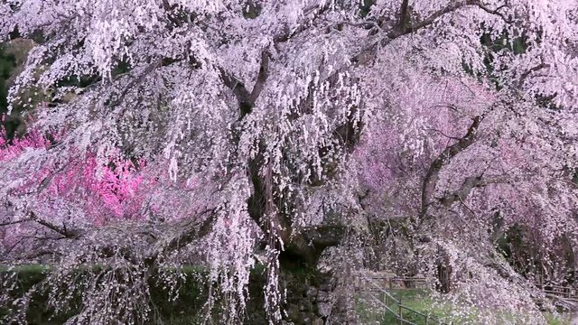 Blossoming Japanese cherry tree, Uda, Nara Prefecture, Japan