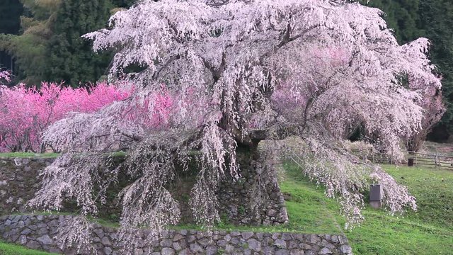 Blossoming Japanese cherry tree, Uda, Nara Prefecture, Japan