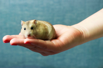 Little fluffy hamster in a female hand on blue background