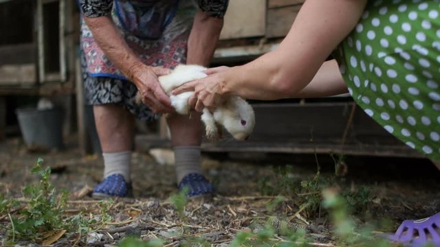 Two women holding a rabbit in their hands. The animal is very scared and is trying to break free. Rabbit farm, veterinary care, medical examination