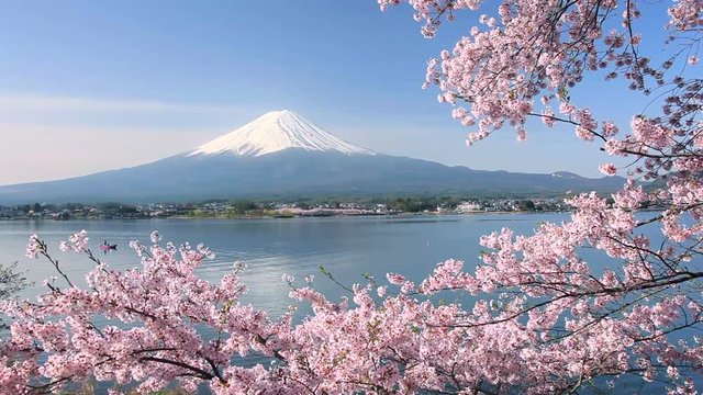 Lake Kawaguchi, Mount Fuji, cherry trees, Yamanashi Prefecture, Japan