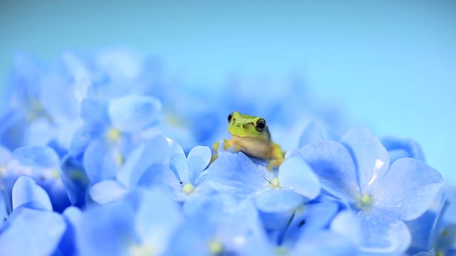 Japanese tree frog among blue Hydrangea flowers, Japan