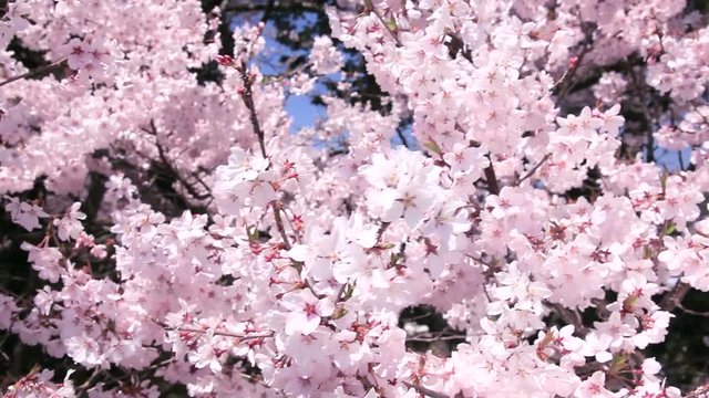 Close up of Higan cherry blossom, Japan
