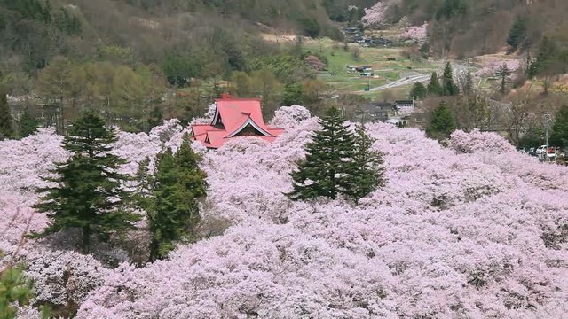 View of building and cherry blossoms