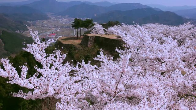 Japanese cherry trees, Takeda Castle, Asago, Hyogo Prefecture, Japan