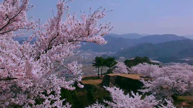 Japanese cherry trees, Takeda Castle, Asago, Hyogo Prefecture, Japan