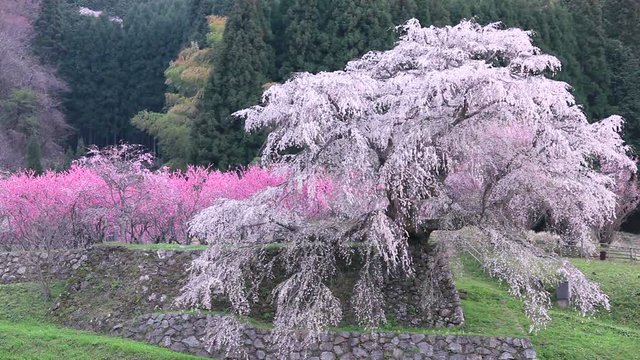 Blossoming Japanese cherry tree, Uda, Nara Prefecture, Japan