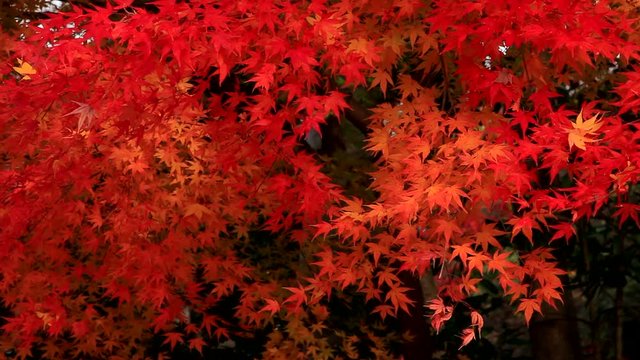 Japanese maple leaves in autumn, Japan