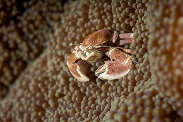 Neopetrolisthes maculatus is a species of porcelain crab from the Indo-Pacific region