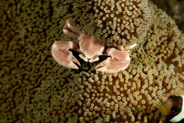 Neopetrolisthes maculatus is a species of porcelain crab from the Indo-Pacific region