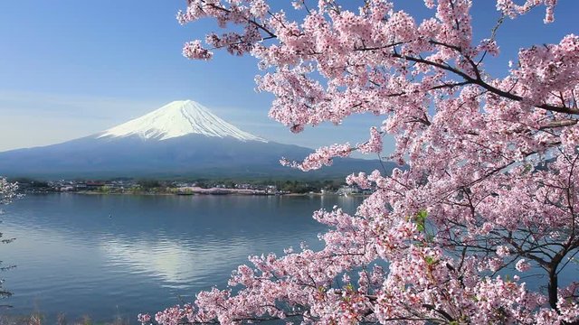 Lake Kawaguchi, Mount Fuji, cherry trees, Yamanashi Prefecture, Japan