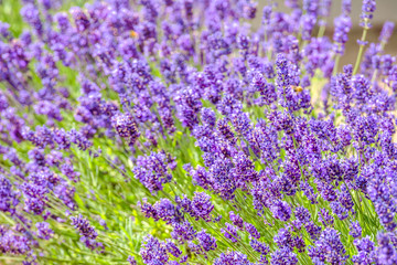 Blooming garden lavender flowers, purple background.