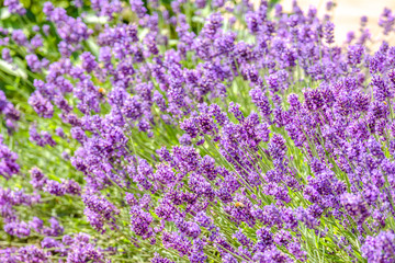 Blooming flower of lavender in the garden. Purple flowers, background