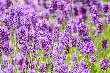 Fototapeta premium Blooming flower of lavender in the garden. Flowers background.