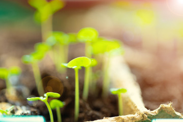 green seedling growing out of soil