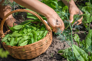 Farmer in the garden harvesting spinach, farm fresh vegetable, harvest in organic farm