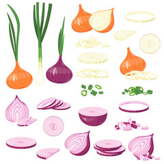 fresh cut onion, green, Red Onion, leek. cartoon illustration Isolated on white Vector - obrazy, fototapety, plakaty