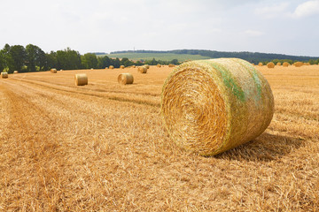 Große Strohballen liegen im Sonnenschein auf einem abgeernteten Feld.