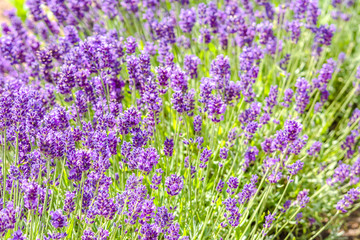 Fototapeta premium Field of lavender flower, purple nature background