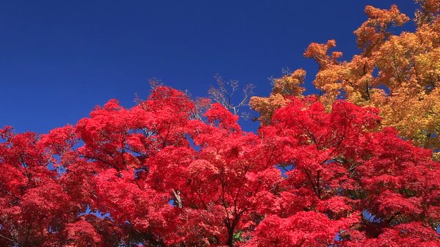 Vibrant red tree in autumn