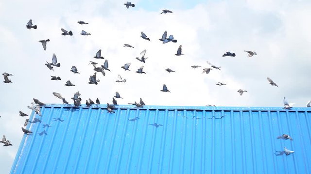 Roof with lots of pigeons on it they get scared and fly away, 4k