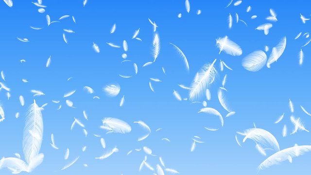 Feather fluffy falling in the wind background