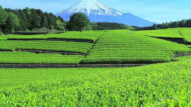 Tilt up of tea field and Fuji in springtime, Japan