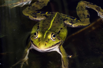 Green frog lying on the water waiting for prey. Macrophotography