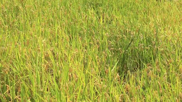 Rice field, Maruyama Senmaida, Kumano, Mie Prefecture, Japan