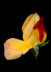 Yellow red rose with a drop of dew on the petal. Isolated on black background