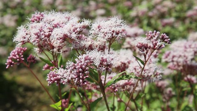 Eupatorium japonicum swaying in wind