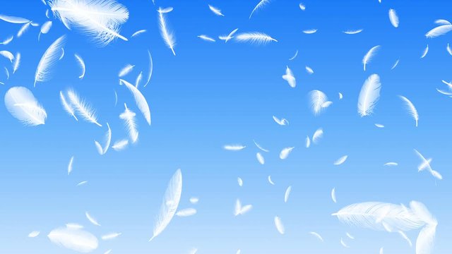 Feather fluffy falling in the wind background